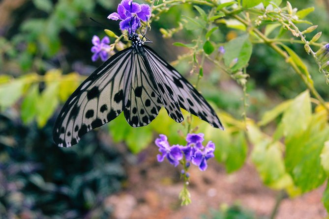 Penang Round Island Tour With Tropical Spice Garden & Entopia Butterfly Farm - Key takeaways before you go