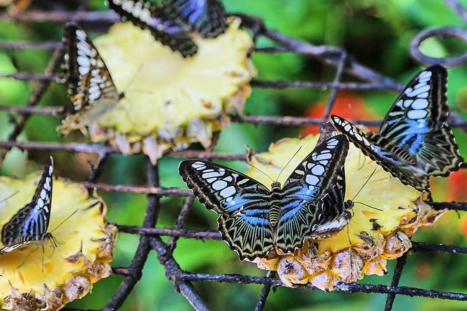 Penang Round Island Tour With Tropical Spice Garden & Entopia Butterfly Farm - Price and value: what your $91 is really buying