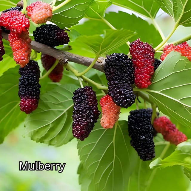 Penang: Tropical Fruit Farm Ticket - Teluk Bahang’s Fruit Farm: Why the Location Matters
