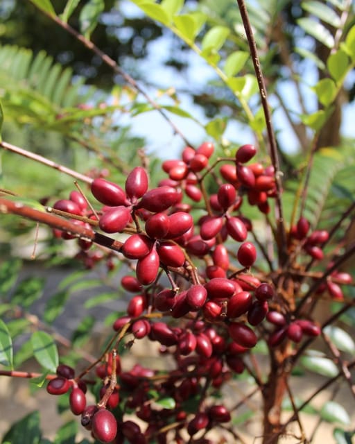 Penang: Tropical Fruit Farm Ticket - Fruit Enzyme Process, Tea Testing, and Honey Tasting