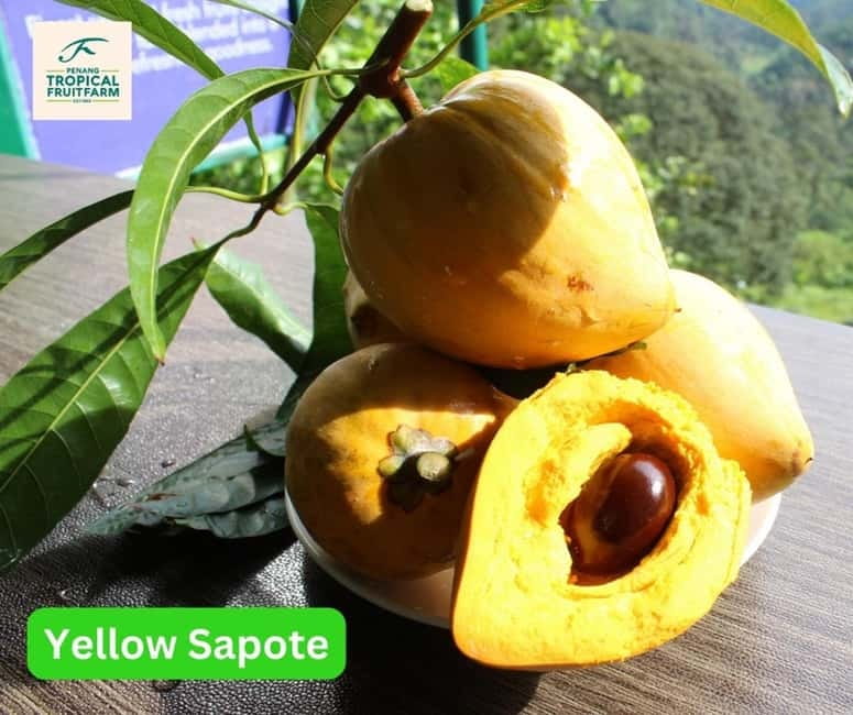 Penang: Tropical Fruit Farm Ticket - Sustainable Agriculture and Eco/Agro Tourism (What It Looks Like)