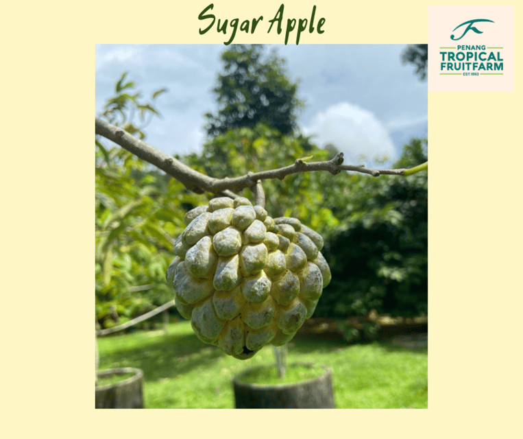 Penang: Tropical Fruit Farm Ticket - Entering the Orchards: The 30-Minute Guided Farm Tour