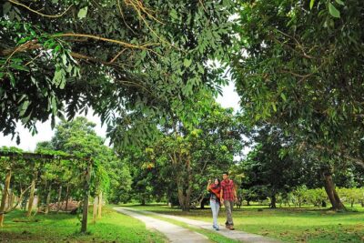 Penang Tropical Fruit Farm with Fruit Tasting - Fruit tasting that’s more than samples