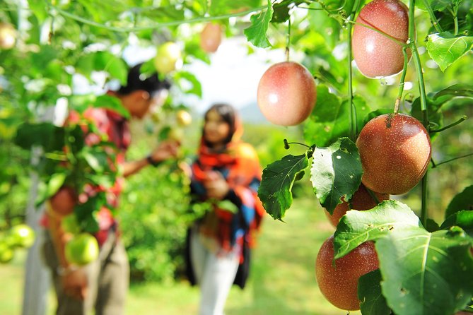 Penang Tropical Fruit Farm with Fruit Tasting - Should you book Penang Tropical Fruit Farm with Fruit Tasting?