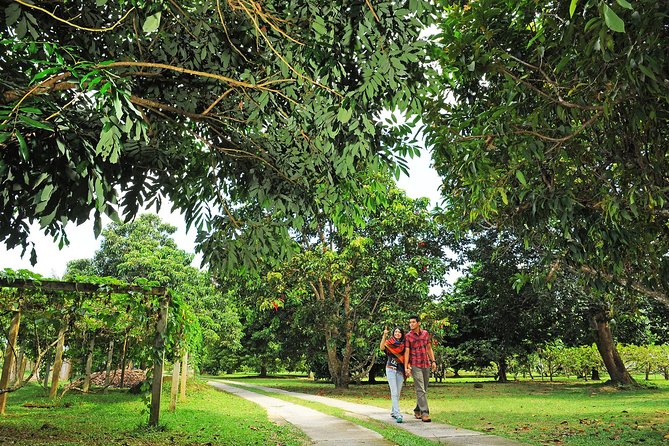 Penang Tropical Fruit Farm with Fruit Tasting - Fruit tasting that’s more than samples