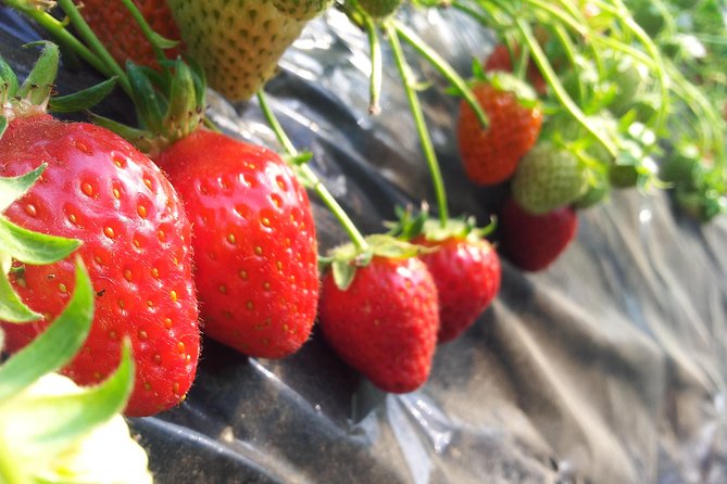 [Perfect Private Tour] Nami island, Petite France and Organic Strawberry Farm - Getting Picked Up in Seoul and Using the Day Efficiently