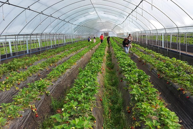 [Perfect Private Tour] Nami island, Petite France and Organic Strawberry Farm - Petite France for About 2 Hours: The French Set With Korean Drama Appeal