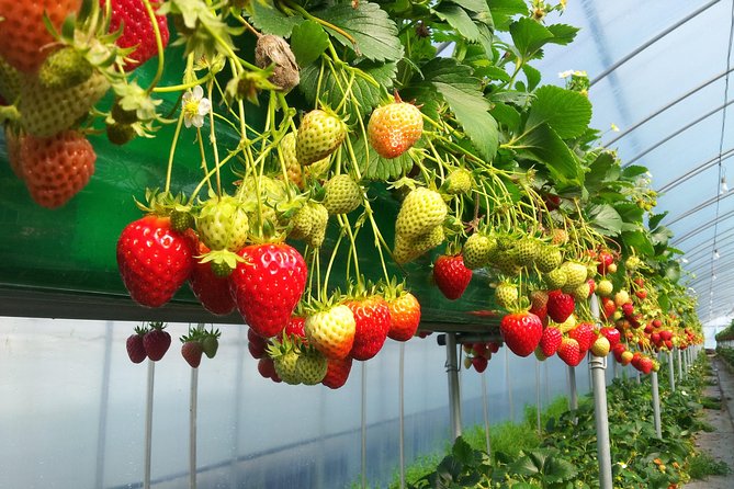 [Perfect Private Tour] Nami island, Petite France and Organic Strawberry Farm - Who This Tour Suits Best (And Who Might Want Something Different)