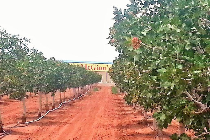 PistachioLand Farm Tour - The Guided Part: From Harvest to a Handful of Pistachios