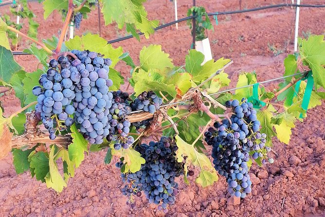 PistachioLand Farm Tour - Wine Tasting Included: A Quick 21+ Bonus That Changes the Mood