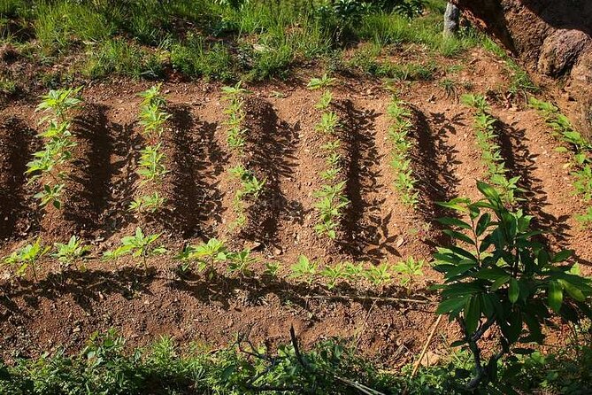 Pokhara: Organic Farm Tour and Cooking Class at Durku - Private tour style: when you’ll feel the difference
