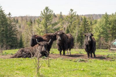 Pontiac Farm Tour - Day Trip From Ottawa & Gatineau - Price and What You’re Getting for $85.89