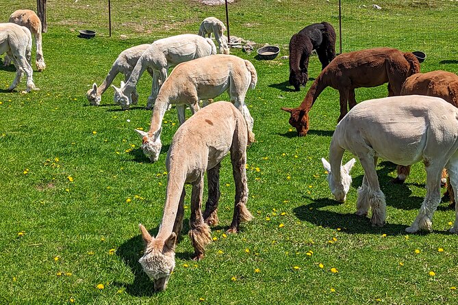 Pontiac Farm Tour - Day Trip From Ottawa & Gatineau - Stop 1: Ferme Pure Conscience Yak Farm (and Why It’s a Great Start)