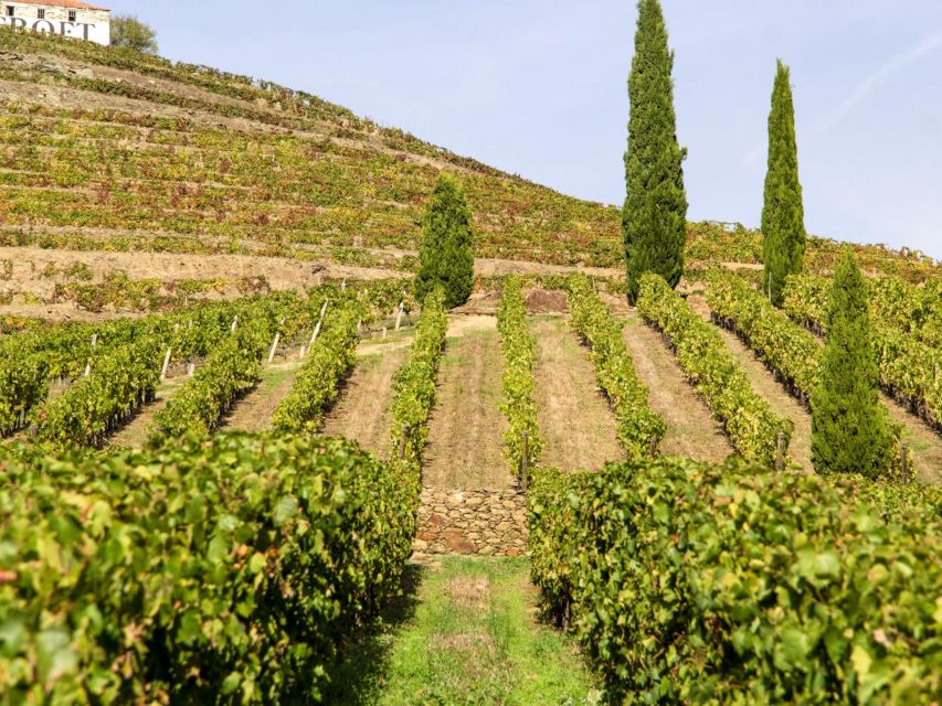 Porto: 3 Wine Regions & Farm Lunch with Views Small-Group - River Views and Photo Stops Along the Douro Drive