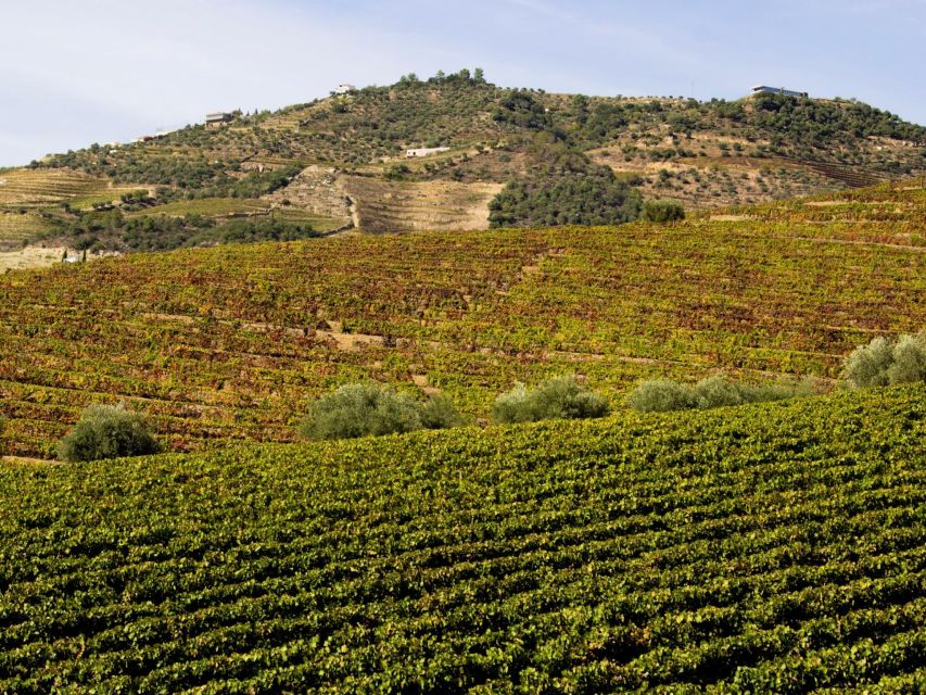 Porto: 3 Wine Regions & Farm Lunch with Views Small-Group - Lunch With Vineyards in Front of You