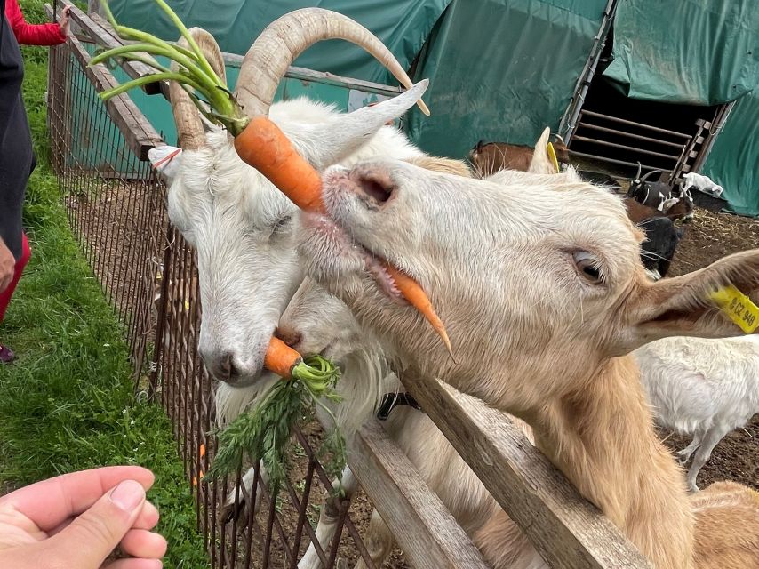 Prague: Bohemian Uplands Garnet Panning&Animal Farm 4WD Tour - Key Highlights You’ll Care About