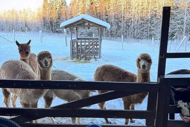 PRIVATE Alpaca Guided Forest Walk + Feeding Helsinki - Alpacas Meet the Helsinki Day Plan