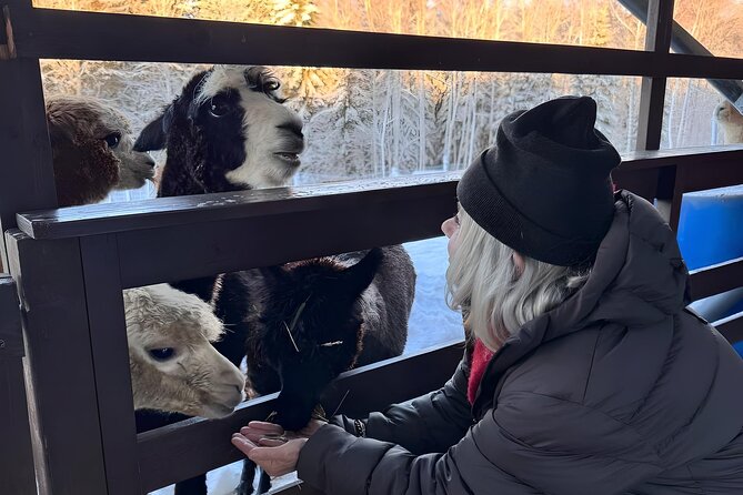 PRIVATE Alpaca Guided Forest Walk + Feeding Helsinki - Inside the Fence: Feeding Alpacas Without Overthinking