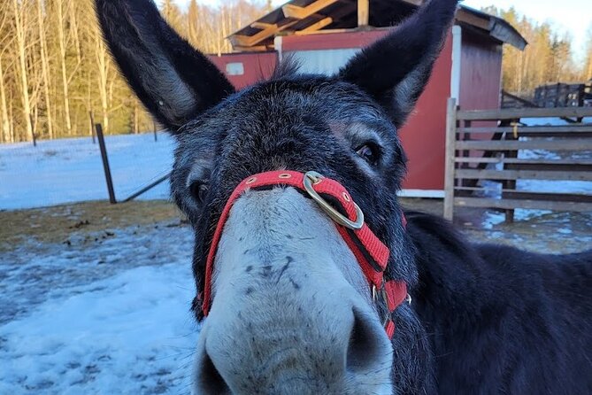 PRIVATE Alpaca Guided Forest Walk + Feeding Helsinki - What the 2 to 3 Hours Feels Like on the Ground