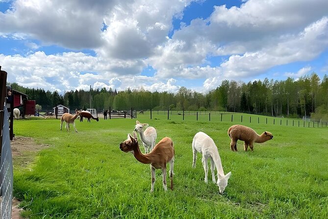 PRIVATE Alpaca Guided Forest Walk + Feeding Helsinki - English-Guided Culture Notes on the Ride