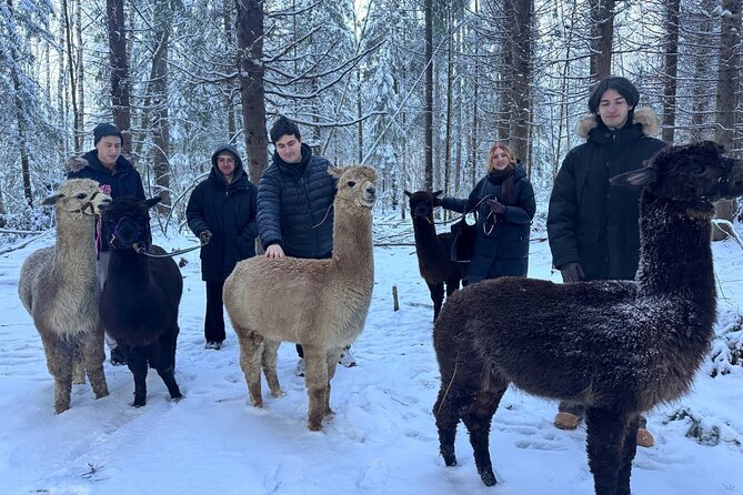 PRIVATE Alpaca Guided Forest Walk + Feeding Helsinki - Price and Value: What $239.65 Buys You