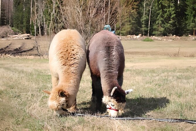 PRIVATE Alpaca Guided Forest Walk + Feeding Helsinki - Who This Tour Fits Best (and Who Might Skip)