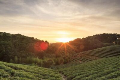 Private Day Trip to Kiambethu Tea Farm in Limuru from Nairobi - Walking the plantation: how tea leaves grow, get picked, and processed