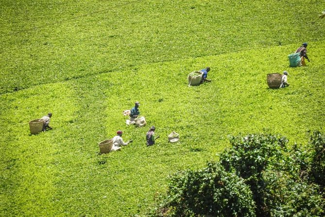 Private Day Trip to Kiambethu Tea Farm in Limuru from Nairobi - Who this Kiambethu tea farm day trip is best for