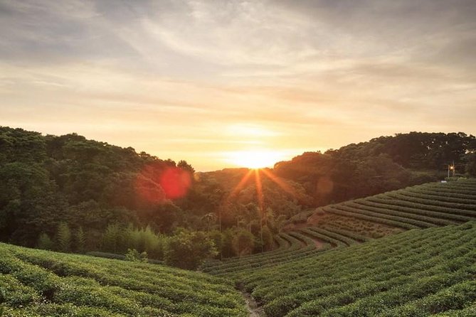 Private Day Trip to Kiambethu Tea Farm in Limuru from Nairobi - Walking the plantation: how tea leaves grow, get picked, and processed