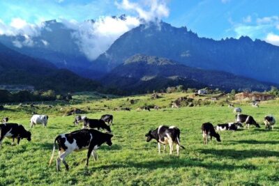Private Desa Dairy Farm, Kinabalu National Park, Hot Spring & Canopy Walk Tour - Desa Dairy Farm: Cold Air, Green Fields, and a Different Kind of View