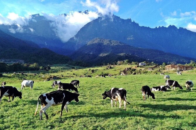 Private Desa Dairy Farm, Kinabalu National Park, Hot Spring & Canopy Walk Tour - Desa Dairy Farm: Cold Air, Green Fields, and a Different Kind of View