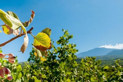 Private Etna tour and pistachio lunch in a pistachio farm - The Mt. Etna Morning: Craters, Lava Fields, and Caves