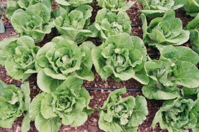 Private Farm Workshop in Napa Valley - First Stop: A Tasting Tour Through the Market Garden