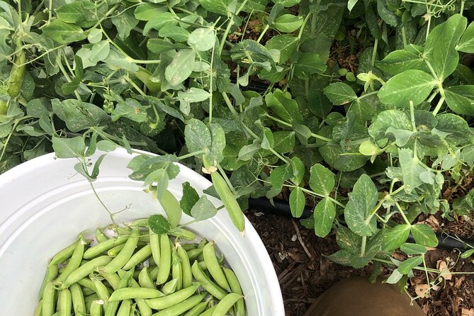 Private Farm Workshop in Napa Valley - What the Seasonal Sweets Add to the Experience