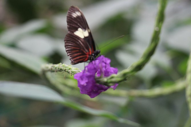 Private Full-Day Mindo Cloud Forest,Butterfly Farm, Chocolate Tour bird watching - Mindo Cloud Forest From Quito: why this day feels worth it
