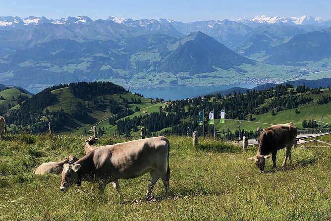 Private Guided Hike on Mt. Rigi with Farm Visit and BBQ - Farm visit and BBQ on Mt. Rigi: the part people remember