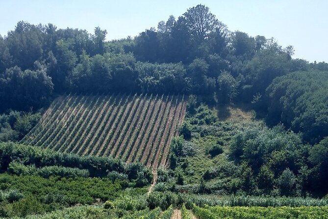 Private Guided Tour to Pisa and local Wine Farm from Livorno port - Practical Tips for a Smooth Livorno-to-Pisa Day