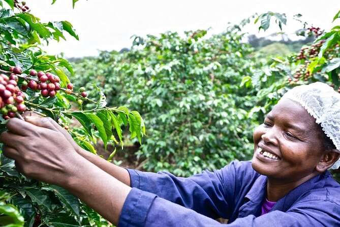 Private Half-Day Tour in Fairview Coffee Farm from Nairobi - Key highlights you’ll actually care about