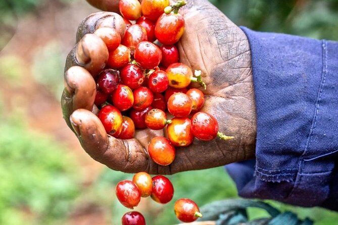 Private Half-Day Tour in Fairview Coffee Farm from Nairobi - Nairobi pickup to Fairview Coffee Estate, without wasting time