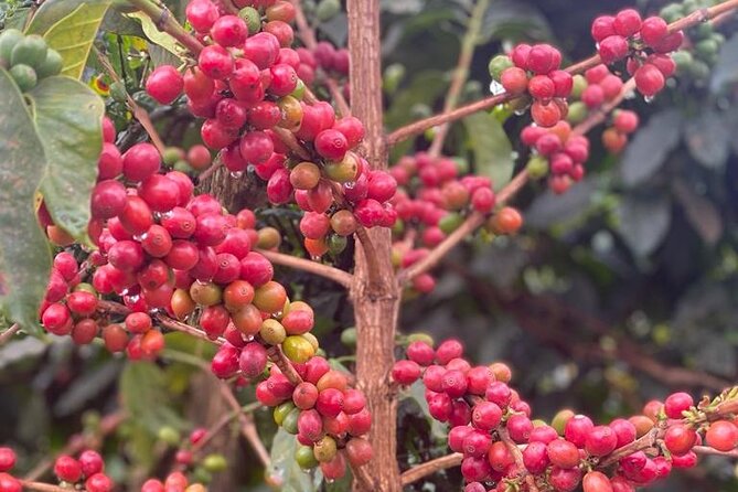 Private Half-Day Tour in Fairview Coffee Farm from Nairobi - Coffee growing basics: nursery, plantation, and harvesting