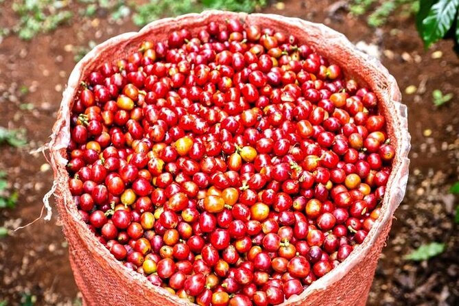 Private Half-Day Tour in Fairview Coffee Farm from Nairobi - Processing and drying areas: where coffee starts to change