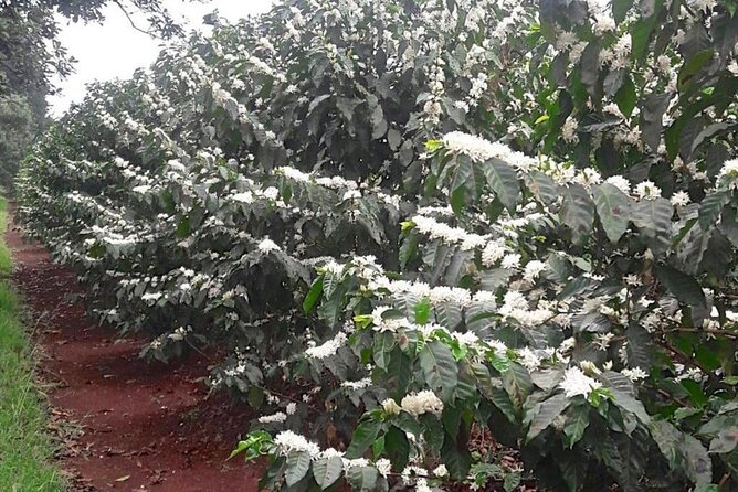 Private Half-Day Tour in Fairview Coffee Farm from Nairobi - Tasting Kenyan coffee like a pro (without pretending you are one)