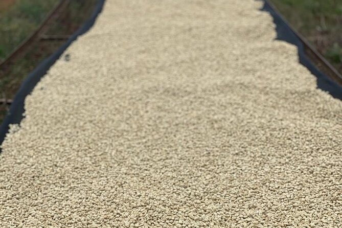 Private Half-Day Tour in Fairview Coffee Farm from Nairobi - The walk feel: what to wear for coffee trees and farm paths