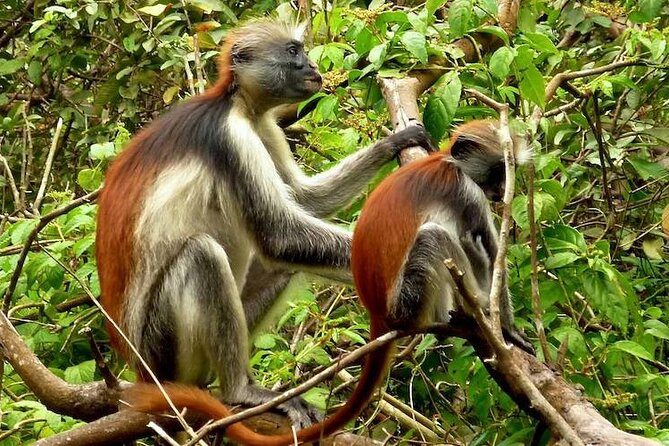Private Stone Town & Spice Farm Tour - What you’re really getting in this 4-hour Zanzibar combo