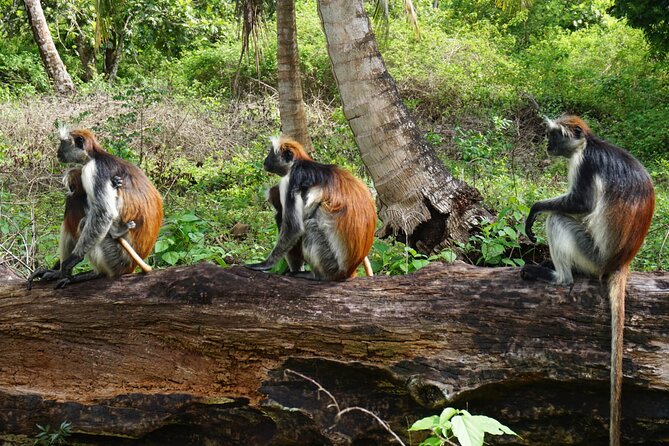 Private Stone Town & Spice Farm Tour - Jozani Chwaka Bay National Park: red colobus and a calmer kind of quiet