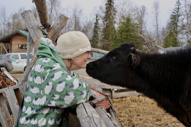 Private Tour at Historic Alaska Dairy Farm - The real learning moment: milking as a farm routine