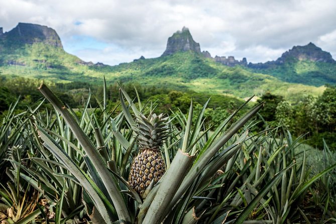 Private Tour Moorea 4WD - Belvedere Pineapple Farm, Magic Mount. - Key Tour Takeaways
