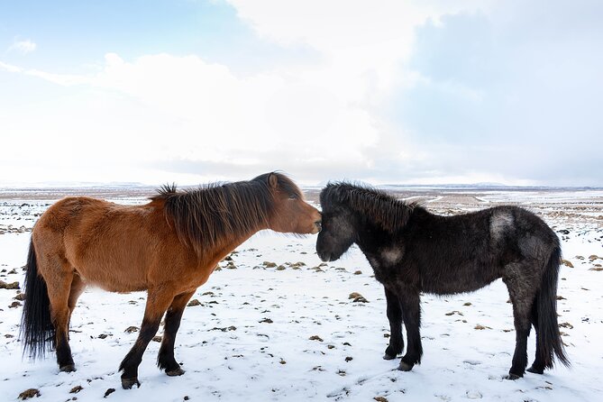 Private Tour Of The Golden Circle With Farm Visits In Iceland - Reykjavik pickup to a private Golden Circle flow