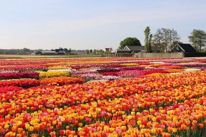 Private Tour to Tulips, Keukenhof, Windmills & Cheese Farm - Private Amsterdam Day Trip That Packs Tulips, Windmills, and Cheese