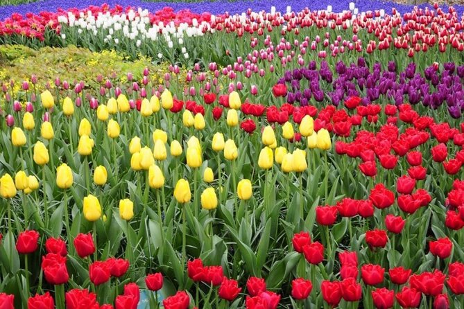 Private Tour to Tulips, Keukenhof, Windmills & Cheese Farm - Tulip Experience Amsterdam: History, Photo Fields, and Picking Your Own Tulips
